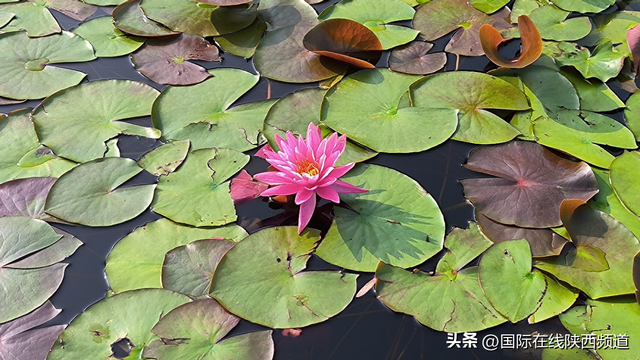 荷花朵朵，夏意满高新！