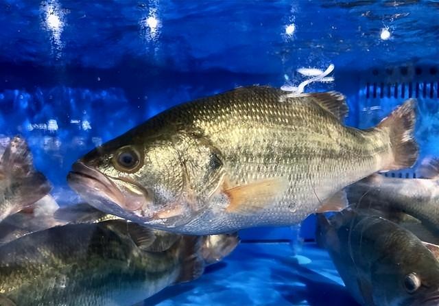 高人预测：2月份开始，有4样“东西”会迎来降价，别买贵了！