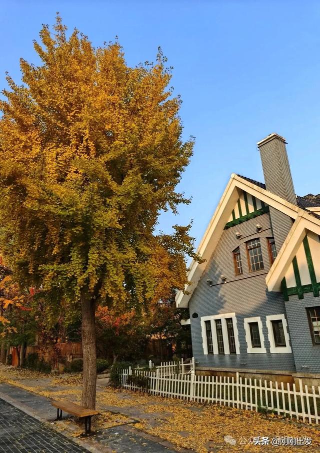 大连市内最火银杏大道正当时，满地金黄，快来打卡吧