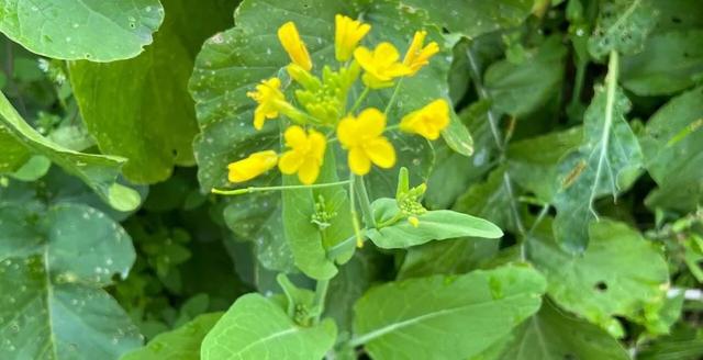 芜菁的“菁”字很多人误读qīng了，那怎么读？又是什么东西呢