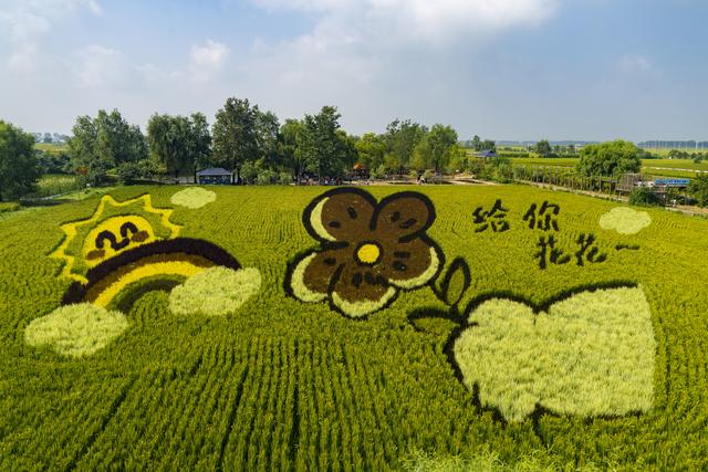 辽宁沈阳：一组美丽壮观的稻田画栩栩如生