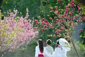头版！花开满津城 碧桃醉南开图片
