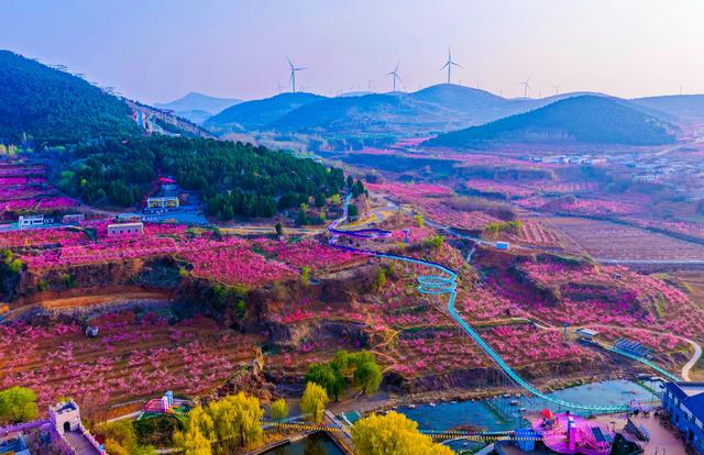 肥城桃花开成海 桃源春风醉若仙