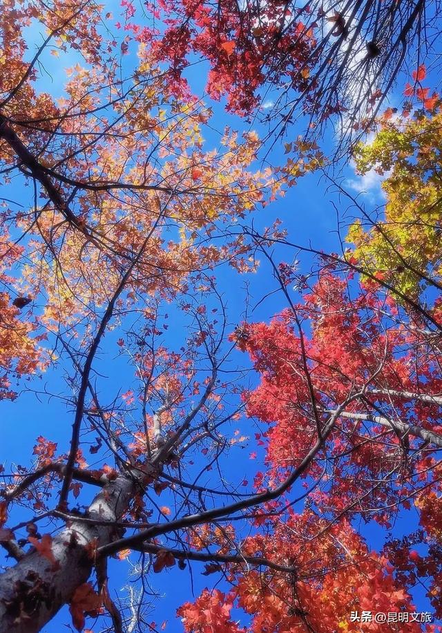 初冬氛围感出片计划,走起!昆明这份打卡攻略速速收藏→