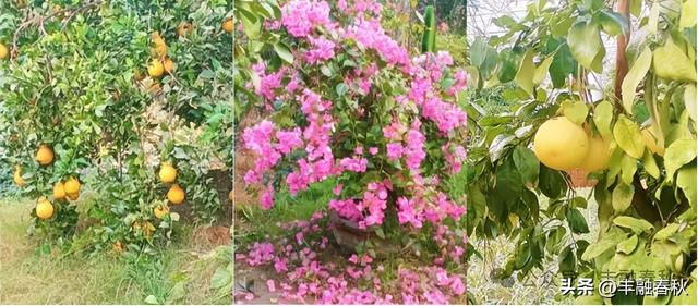 愉悦心情身体健——随“中供社”组团游览“熱代万果园”偶感