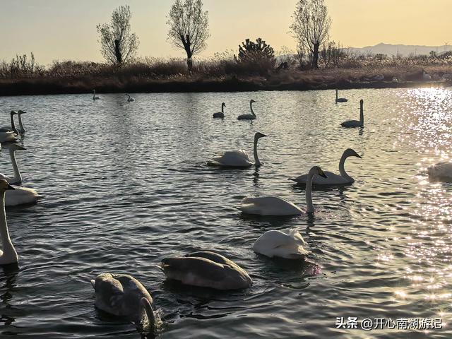 走，去渤海湾看候鸟…