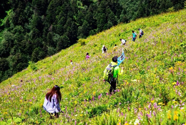 1株就犯法！四川女游客采一把“手参”，被阻拦后说很多人都在摘