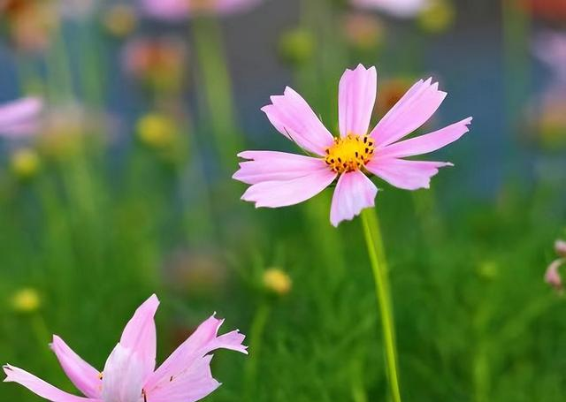 心理学：男女交往，为什么要远离“偏执型人格障碍”的人？