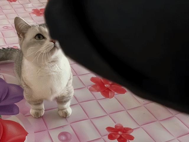 女儿吐槽妈妈太惯猫了，点开前：能惯成啥样，点开后：这不合适吧