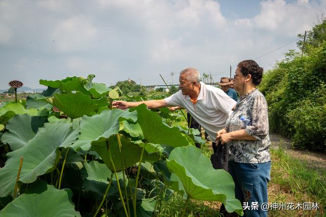 千年古莲绽新颜:“莲痴”徐钢让沉睡千年的古莲焕发新生