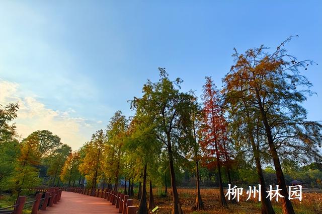 柳州园博园360株杉树点染冬季渐变色