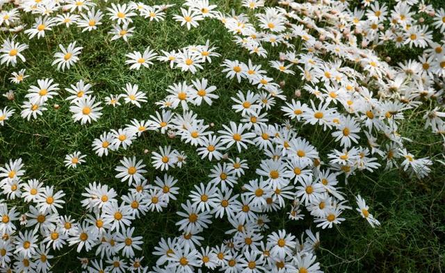 太原一年一度菊花展谁还没看？花团锦簇，韵味无穷，美到窒息！