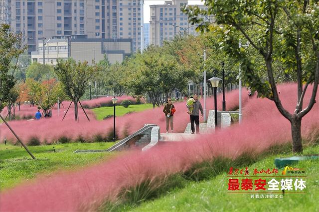 邂逅粉色花海，秋日限定浪漫“上新”