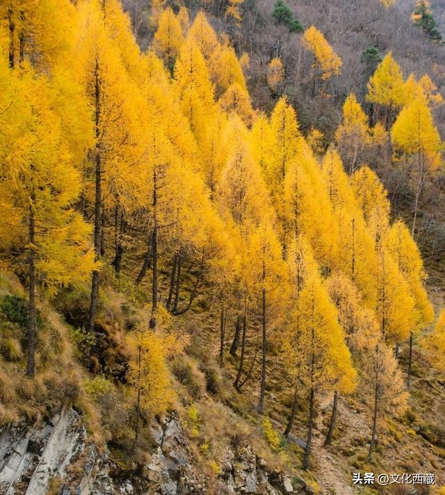 童话书里走出来的秋景！这座低调的西藏宝藏小城，早就该火了！
