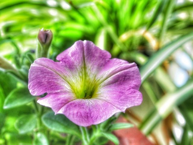 家有属猪的	，是最大的福气！特别是59、71年的，晚年健康又长寿！