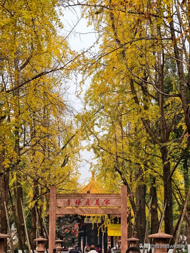 成都徒步（71）·昭觉寺银杏&升仙湖水杉