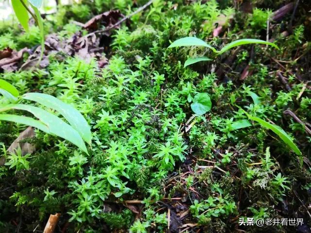 夏日闯关东（五） 天池圣水 ||井明新