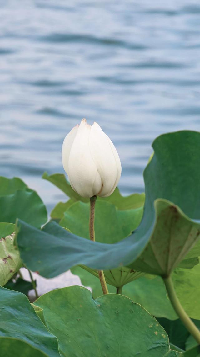 “荷”你相遇！惊艳了这个夏至~