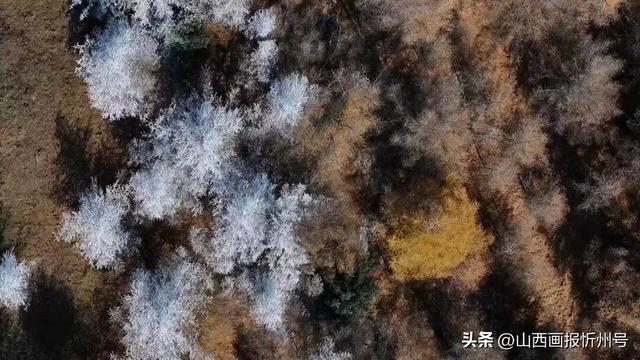 五台山景区雾凇奇观：金秋银装绘就冰雪童话
