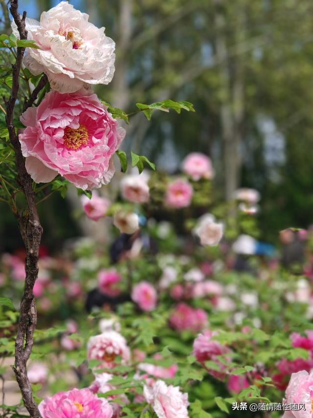 身为洛阳人，年年去牡丹园看花