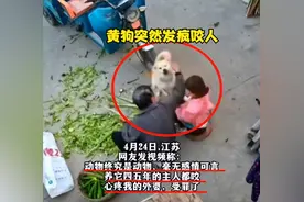 黄狗扑咬主人后续：主人血管破裂，黄狗被打死，爱狗人士再次失声图片