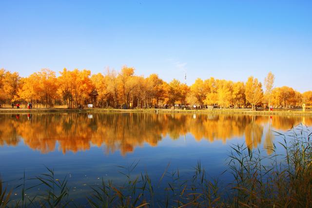 酒泉金塔胡杨林，时光凝固成美丽的神话，奔赴一场秋季的浪漫之旅