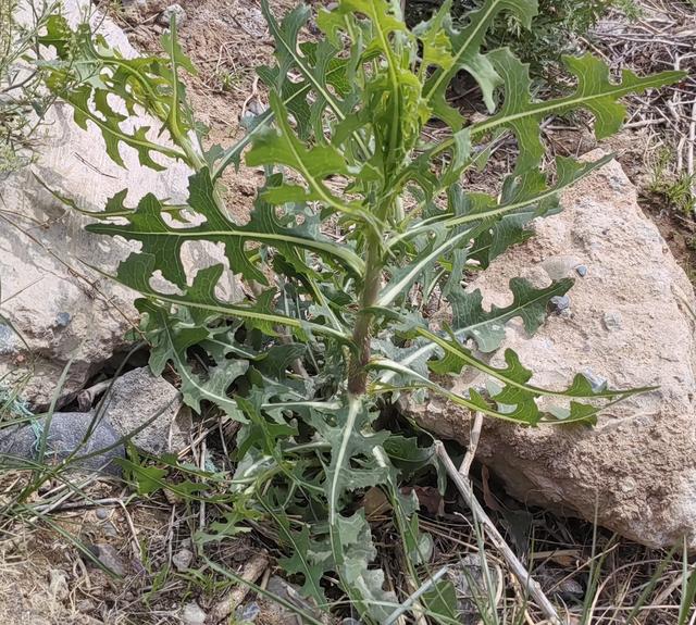 野莴苣：外形像翅果菊，它是一种有毒草本