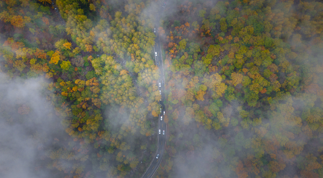 The Qinling Mountains in painted splendor｜秦岭彩叶大赏，美到“巅峰”