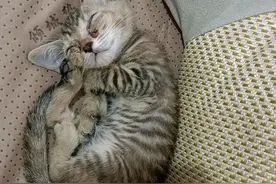 总共养5只猫，最后只剩下1只小胖橘，可怜的小独苗图片