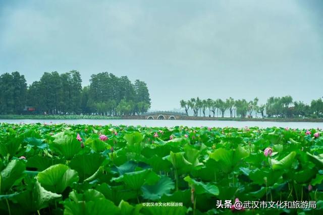 狂降10℃，武汉最凉快的一周，这样玩