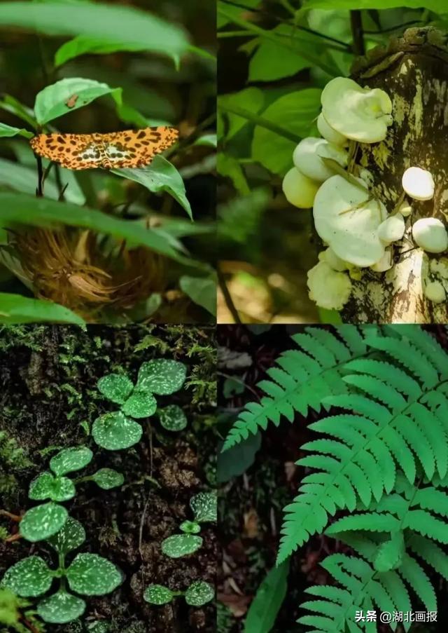 【知音湖北】逃离秋老虎！湖北5个神仙避暑地推荐