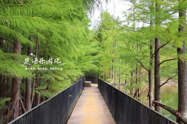 绍兴上虞的红杉观赏胜地，杉树未红时的景色也很美，非常值得游玩