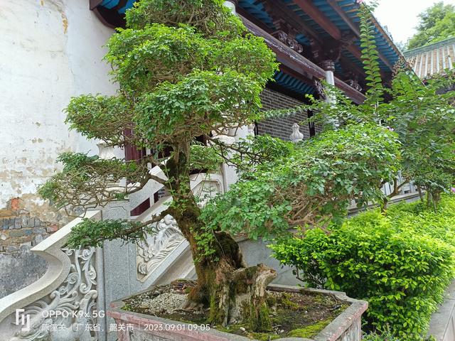 广东韶关南华寺游览图片