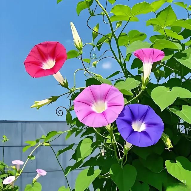 甘海斌：咏花诗词五首