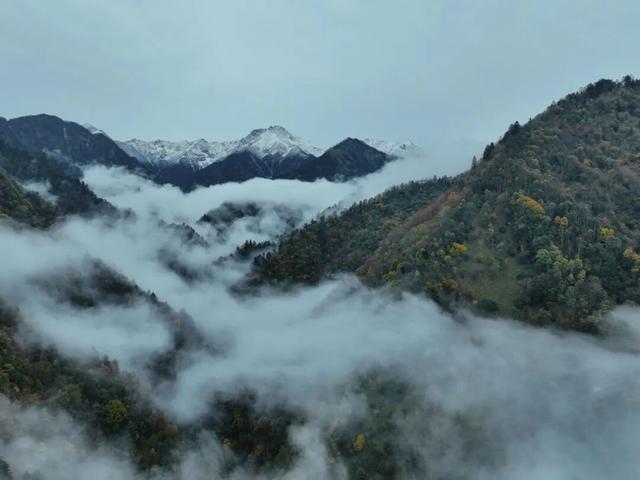 当唐家河“搬”进南京城：一场跨越千里的自然邂逅