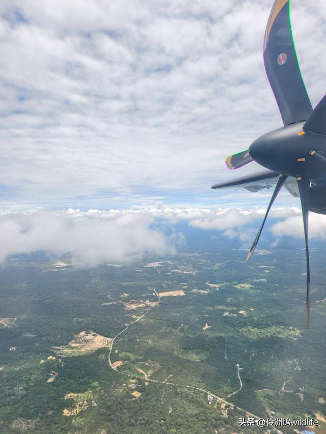 马来西亚(31)砂拉越州⑤姆鲁山canopy树冠高空漫游