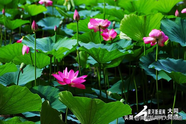 七月盛夏荷韵浓 古都大同展江南风情