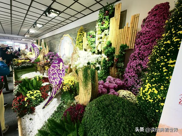 杭州植物园的菊花展——一场关于菊花的饕餮盛宴（一）