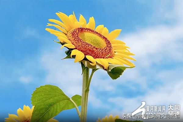 云州向日葵花海绽放 农旅融合绘就“金色经济”