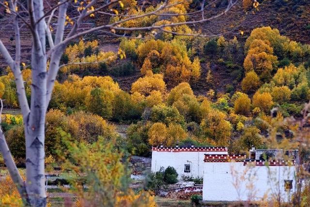 四川甘孜乡城县：深秋白藏房 景美惹人醉