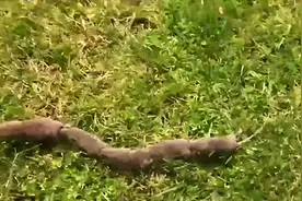 山西“长蛇鼠”，长得像老鼠首尾相连排成长龙，为何打不得？图片