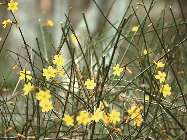 一城春色半城花 邯郸邀您赏芳华