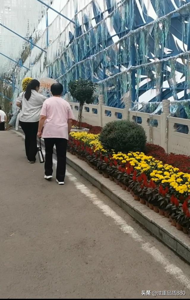 今年唐山南湖菊展从规模到品种在我印象中是多年来的第一次