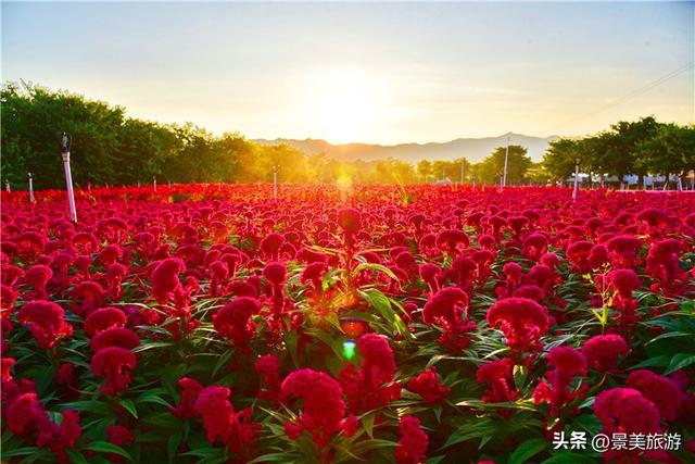 打卡新地标！佛山卡玛缤纷花世界：在大草帽与秋千间邂逅秋天诗意