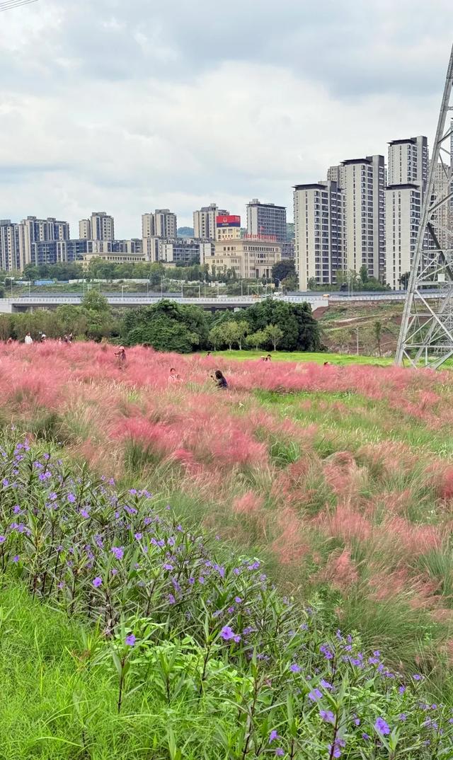 冬日“顶流”大片盛开！超级出片→
