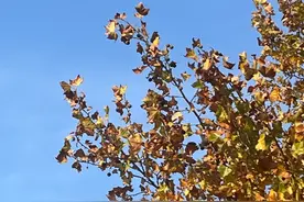 成语“醍醐灌顶”的醍醐是什么？你知道吗？图片