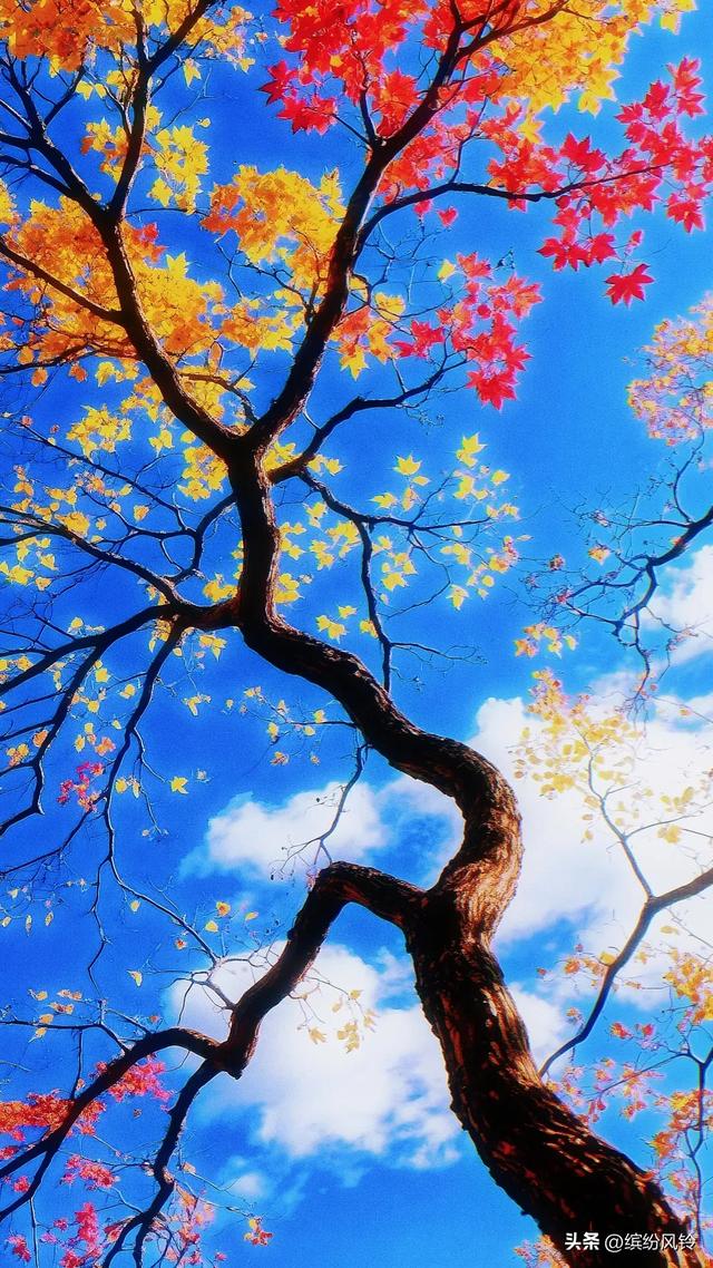 风捎来冬的来意，枝桠仍守着秋的姿态