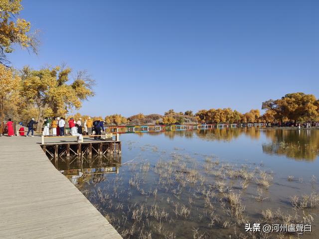额济纳旗胡杨林