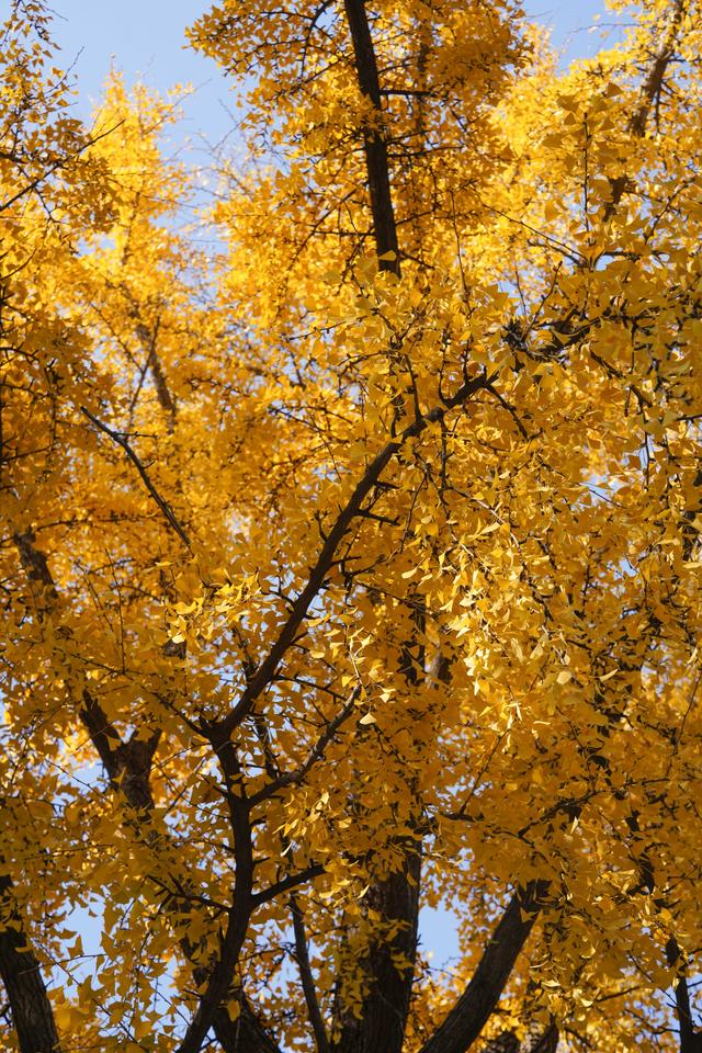 南京毗卢寺｜一场被银杏染金的秋日静心之旅