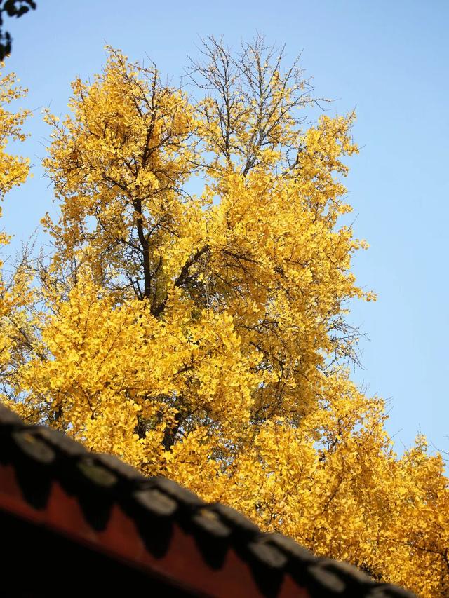 还起什么标题，美不美你们直接看！